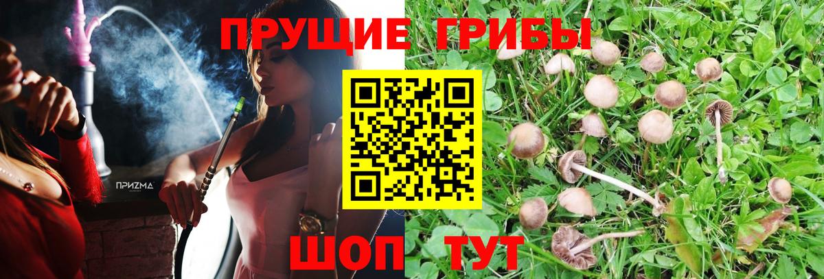 Волхов  Псилоцибиновые грибы Psilocybe  Вход с VPN 